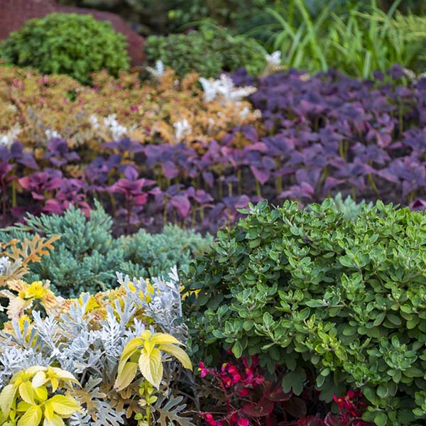 The beautiful plants in the garden. Landscape design.