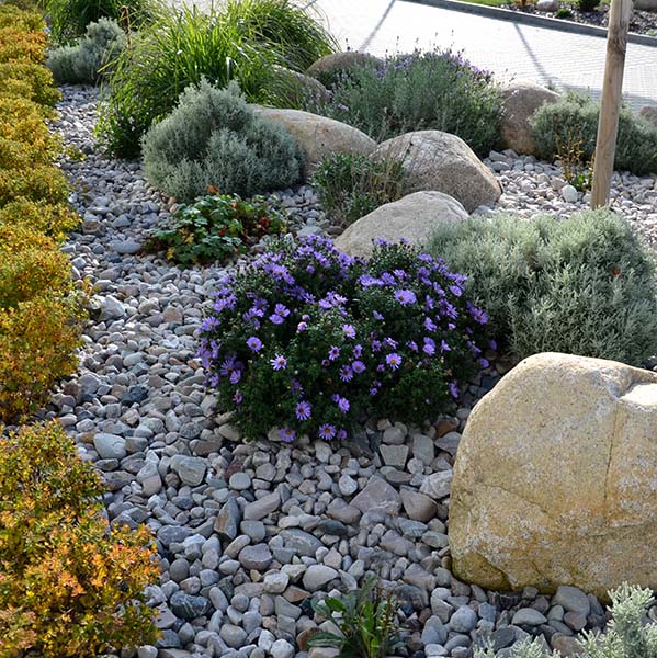 alopecuroides, amellus, aster, belgii, boulders, center, chamaecyparissus, circle, concrete, curb, cylindrica, dumosum, entrance, flowerbed, garden, golden, granite, grass, gray, hameln, imperata, japonica, light, line, lot, mulch, mulched, near, novi, park, pebble, pebbles, pennisetum, perennial, pine, prairie, princess, purple, river, rockery, round, santolina, shape, shopping, spirea, steppe, sunny, urban, white, yellow