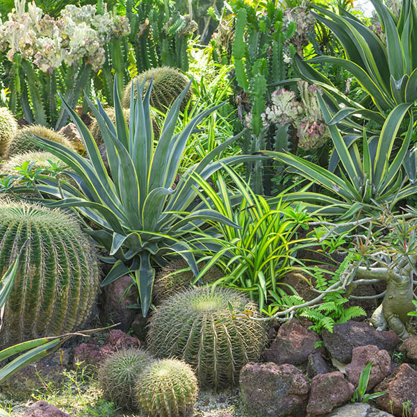 Beautiful Cactus garden, decorated with Cactuses, Agave, Crown of thorns plant, brown sand stone, green leafs shrub on background