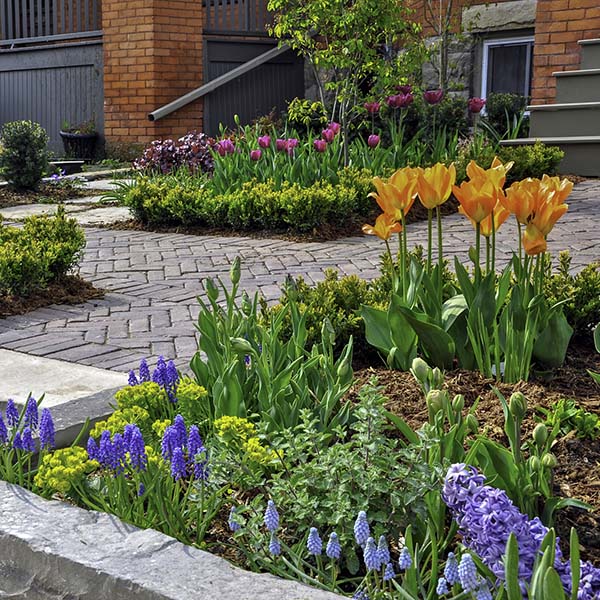 This beautiful urban front yard garden features a large veranda, brick paver walkway, retaining wall with plantings of bulbs, shrubs and perennials for colour, texture and winter interest.