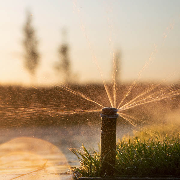 Automatic irrigation system spraying water on lawns to nourish the grass during sunset, with bright sunshine.