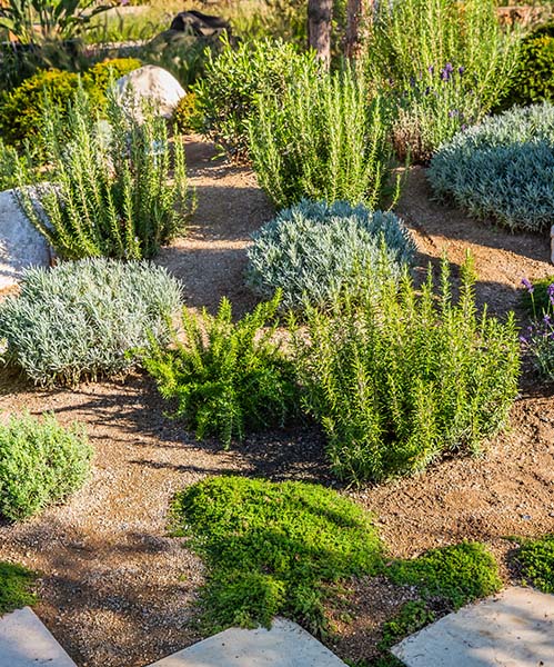 Backyard with fantastic landscaping, patio, drought resistant plants