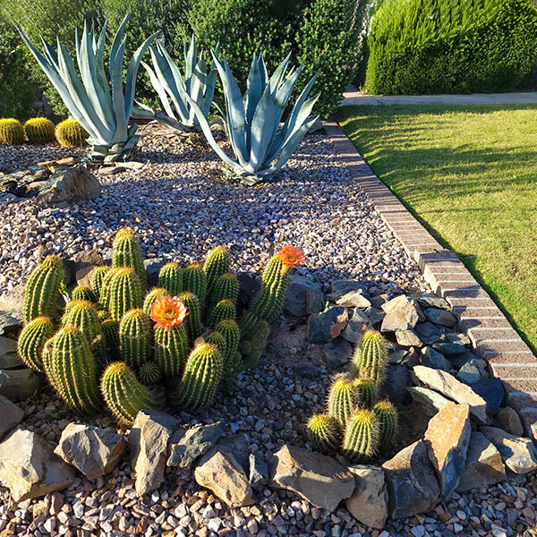 Blooming Hedgehog cacti, Echinocereus, and Blue Agave at xeriscaped desert style patch next to a green grass lawn in Phoenix, AZ
