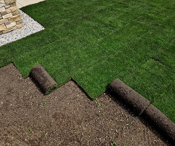 laying grass turf in the family garden. a roll of sod is driven onto the plowed surface of the soil. development and paving is important against erosion and drying out, unroll, install, stacked, installation