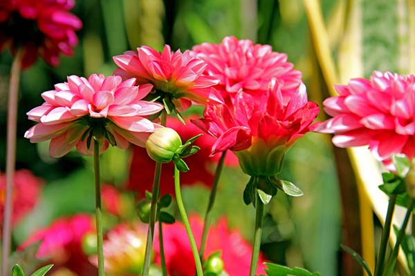 FRONT VIEW OF COLORFUL DAHLIA FLOWERS