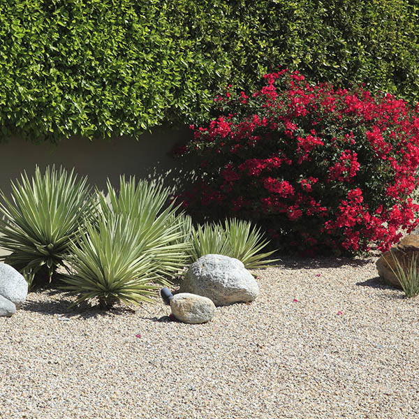 Green, succulents and a red Bougainvillea Bush make for a stunning garden that is drought resistant and also conserves water usage .