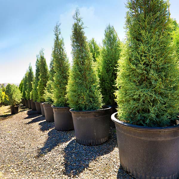 Variety of evergreen tree sapling seedling plants displayed in a garden center retail store.