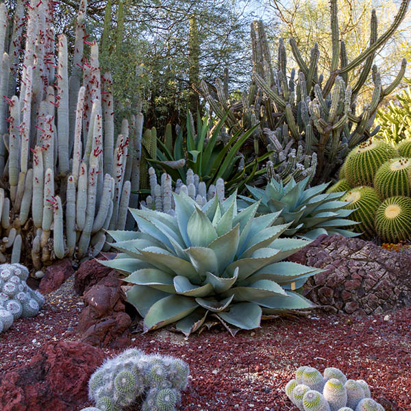Amazing desert cactus garden with multiple types of cactus in the spring or summer.