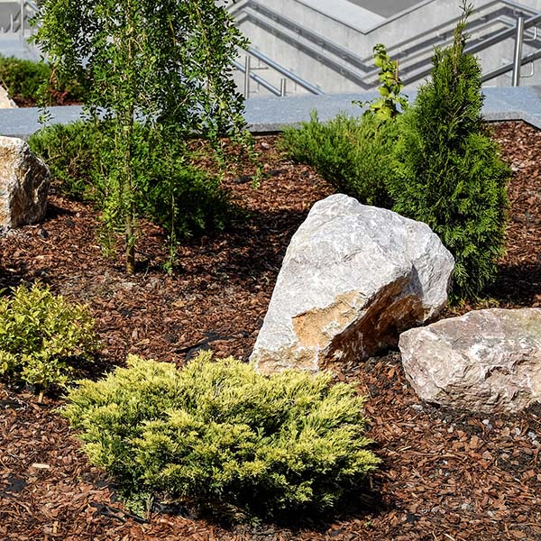 Landscape design. Bushes, rocks Dwarf spruce Flowers Fern